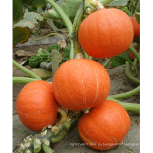 HPU05 Шиджи круглый оранжевый гибрид F1 тыквы семена